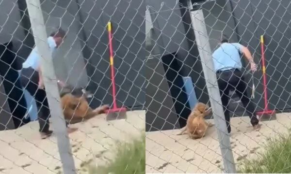 E tmerrshme: Punëtori i sigurimit e keqtrajton një qen në strehimoren e kryeqytetit, reagojnë nga Komuna