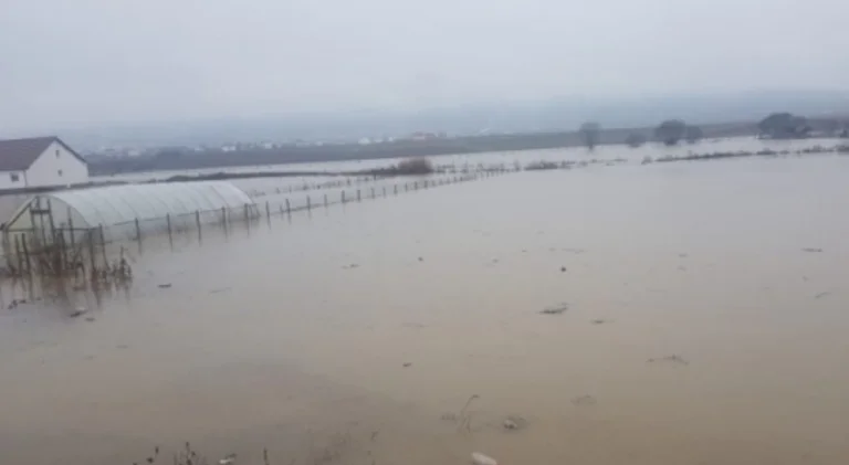 Komoranin e mbulon uji