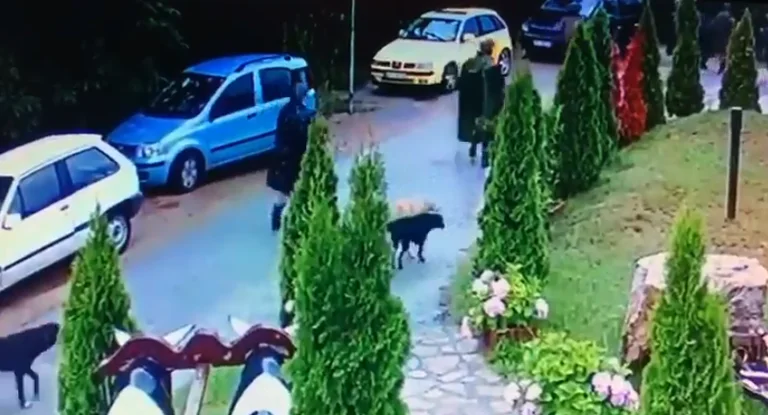 Xhandarmëria serbe shëtitë lirshëm nëpër oborrin e restorantit të njohur në Kamenicë (Video)