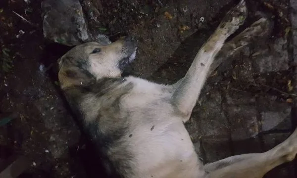 Dyshime se qentë endacakë në Prishtinë po helmohen qëllimshëm