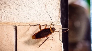 Këto kushte në shtëpi i tërheqin buburrecat, shumica e njerëzve i injorojnë ato