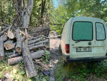 Rast i vjedhjes së pyllit në Kaçanik, Policia kap në flagrancë të dyshuarin duke prerë drutë