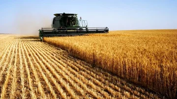Bujqit ankohen për çmimin e ulët të grurit, këtë vit pritet prodhimtari më e lartë