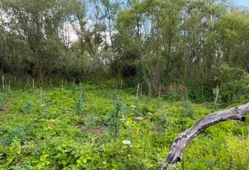 Dy të arrestuar në Podujevë, kapen në flagrancë me 201 bimë kanabisi