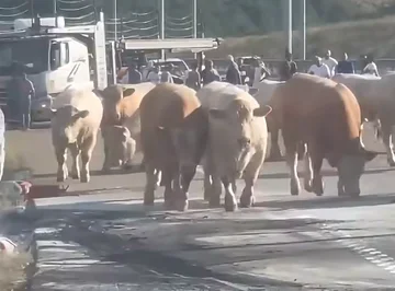 Zjarri përfshin kamionin në Arllat, bagëtitë nxirren në autostradë për t’u shpëtuar