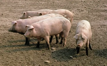 AUV apel fermerëve të derrave: Rritni masat e biosigurisë për shkak të rrezikut nga Mortaja Afrikane e Derrave