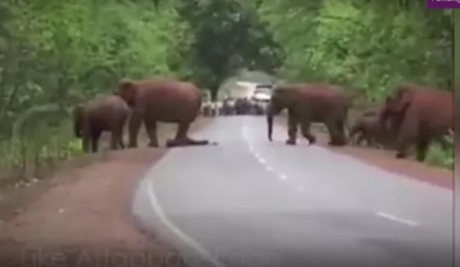 Elefantët mbajnë një ‘funeral’ për të voglin e ngordhur