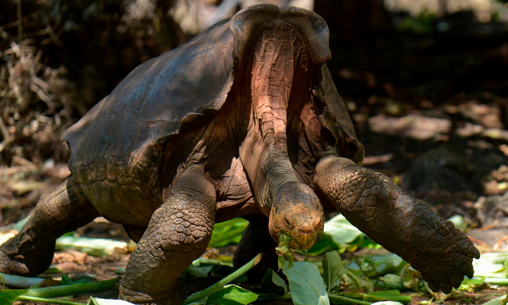 Rrëfimi i breshkës me emrin Diego: Bëri seks dhe prodhoi mbi 800 ‘foshnje’ që të mos i zhdukej fara