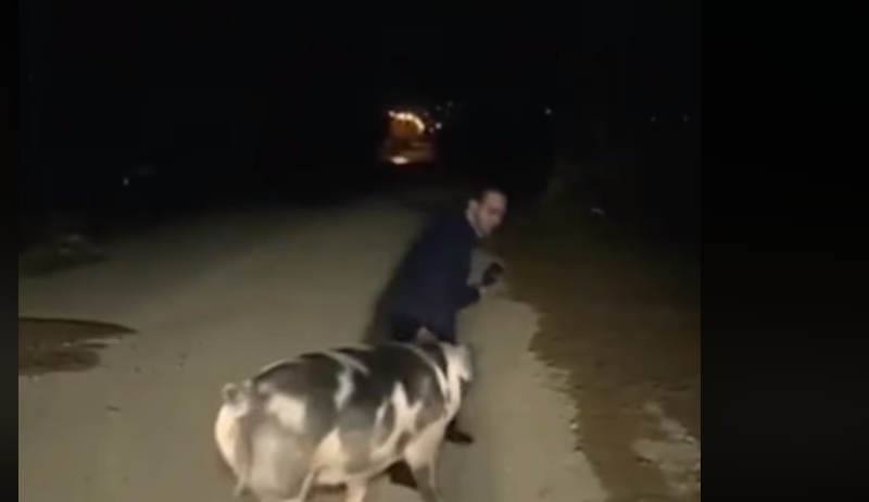 Në transmetim LIVE: Reporteri grek ndiqet dhe gicet nga derri (Video)