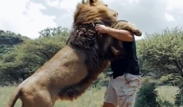 Videoja që po ndez internetin: Shihni se si luani  përqafon këtë njeri