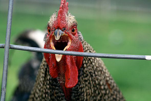 E pabesueshme: Pula vret një burrë duke qenë e armatosur me thika