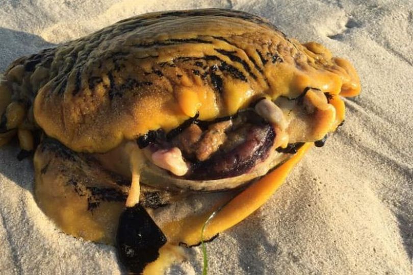 Një krijesë gjigante në dukje aliene tmerron plazhistët në Australi
