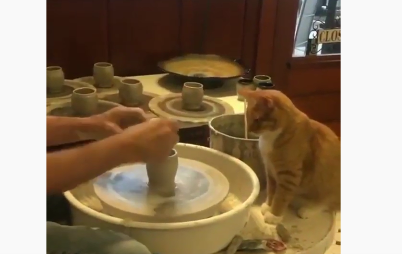 Macja ndihmon pronarin të prodhojë qeramikë