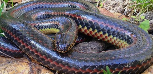 ​Kapet gjarpri mahnitës pas 50 vjetësh