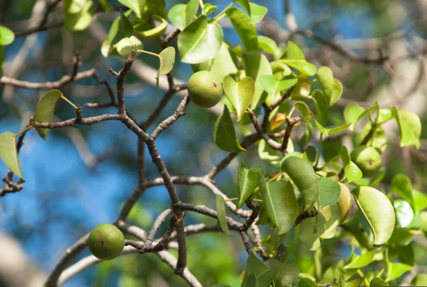 Kujdes, kjo pemë ngjan me mollën por është vdekjeprurëse, shkakton gjakderdhje të brendshme