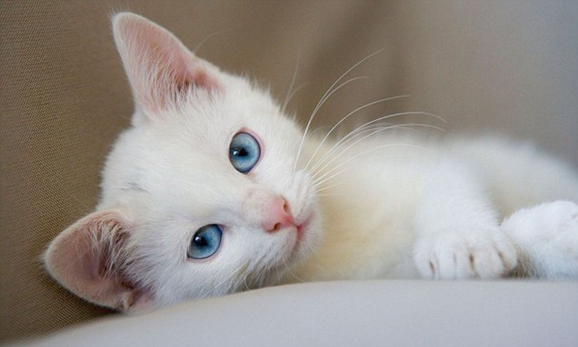 A e keni ditur? Kafshimi i maces çon në depresion