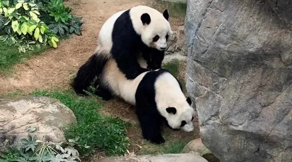 Pas largimit të njerëzve nga Kopshti Zoologjik, pandat më në fund bëjnë dashuri pas 10 vitesh
