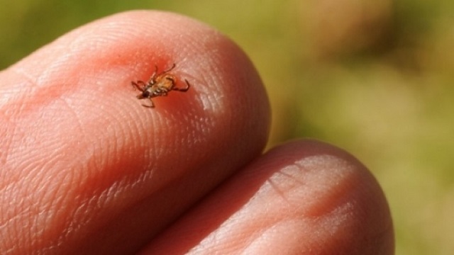 Asnjë rast i prekur me ethe hemorragjike në Malishevë