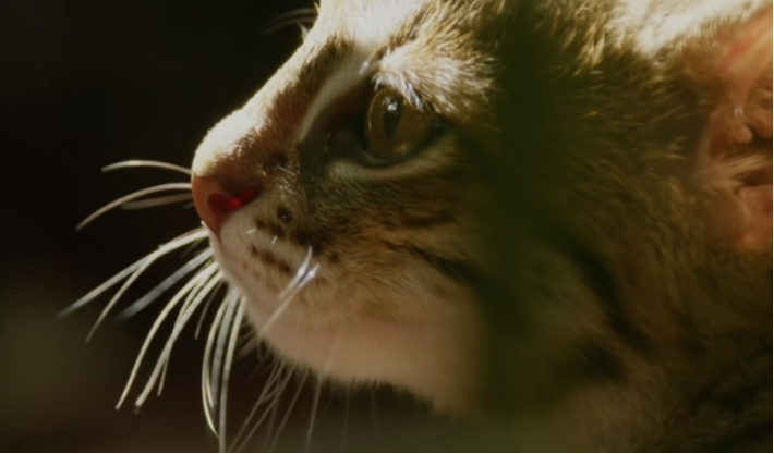 ​Shikoni si duket macja më e vogël në botë (Video)