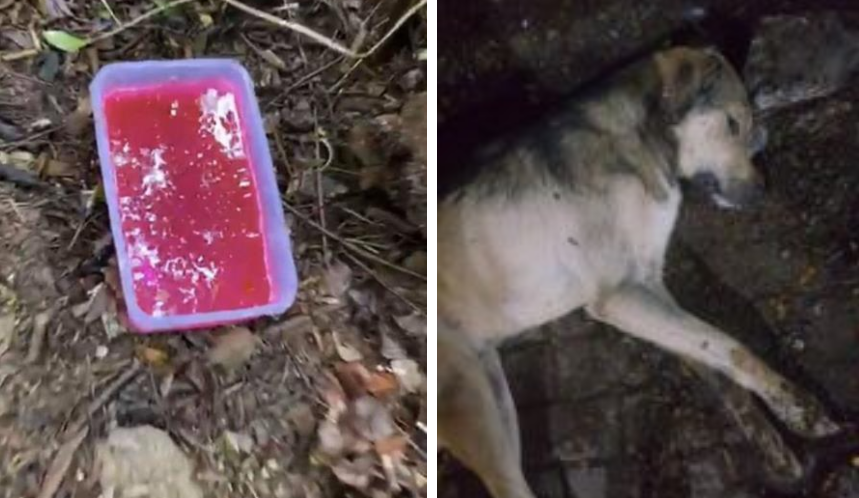 E tmerrshme: Një dorë kriminele po i helmon qentë me antifriz