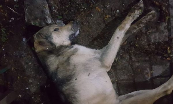 Dyshime se qentë endacakë në Prishtinë po helmohen qëllimshëm