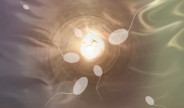 Si e dëmton nxehtësia spermën dhe shkakton infertilitetin mashkullor? Shkencëtarët zbulojnë përgjigjen