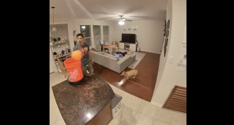 Video e qenushit duke goditur topin me kokë bëhet virale