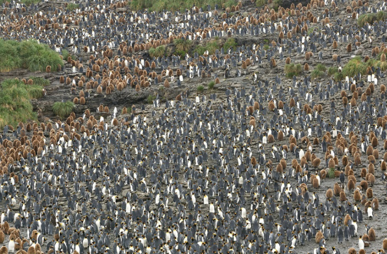 Fuqia e pabesueshme e natyrës: Ju kurrë nuk keni parë një pinguin si ky