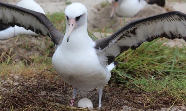 Urtësie albatrosi: Zogu më i vjetër në botë bëhet me zogth në moshën 70 vjeçare