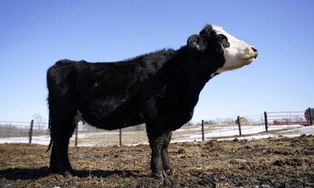 Ngrohja globale: Shkencëtarët propozojnë ndërrimin e dietës për lopët