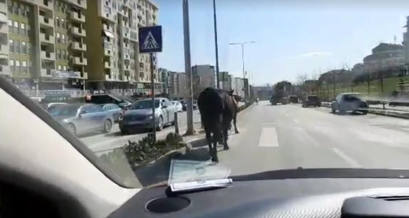 Gati 10 lopë ecin baraz me veturat midis Rrugës B (Video)