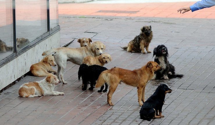 Njihuni me 20-vjeçaren nga Prishtina që jeton me 28 qen