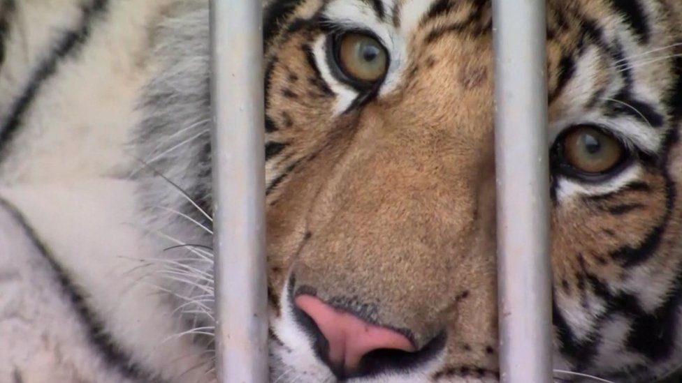 Ikja nga policia me makinë, i dënuari për vrasje: Dorëzohet në polici tigri i famshëm