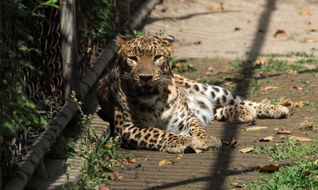 Pas raketës kineze, tash leopardi kinez: Shpërthen zemërimi pse nuk u tregua për rrezikun