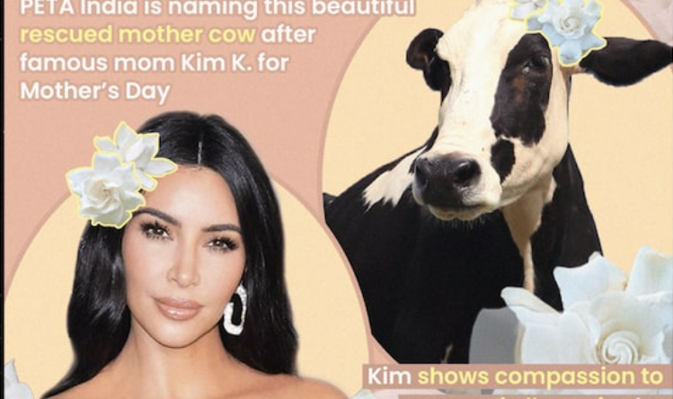 India e nderon më të komentuarën: Ia lënë lopës emrin Kim Kardashian