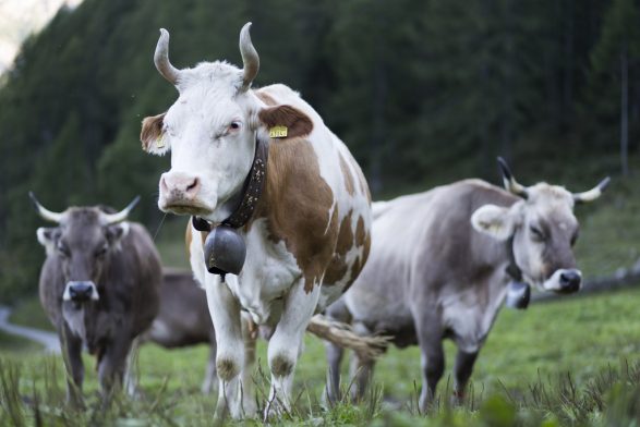 Brirët e lopëve, temë debati e deputetëve zviceranë