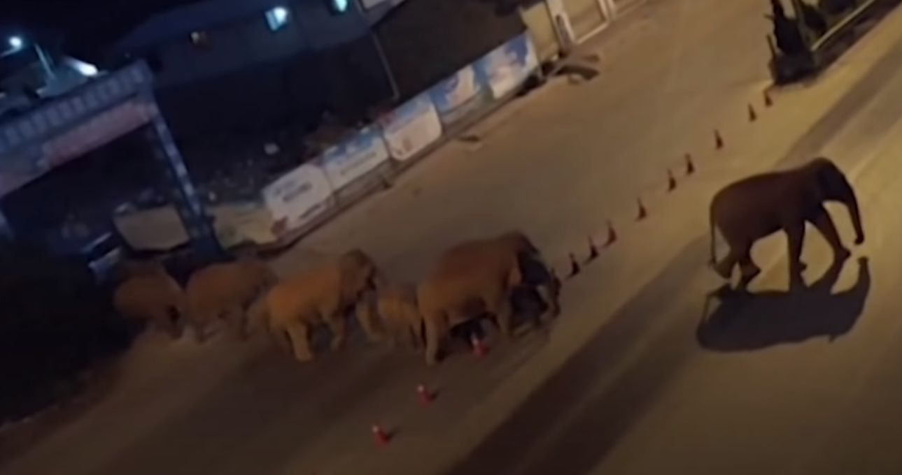 Kina në hall: Pasi prishën 56 hektarë tokë, elefantët e egër afër kryeqytetit me miliona njerëz