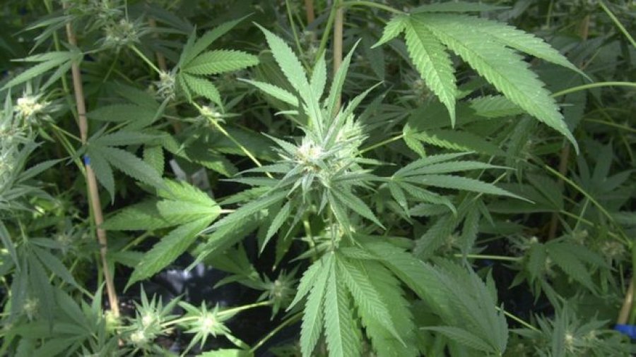 Pamje nga asgjësimi i 317 bimëve narkotike që u zbuluan nga policia në Koshare