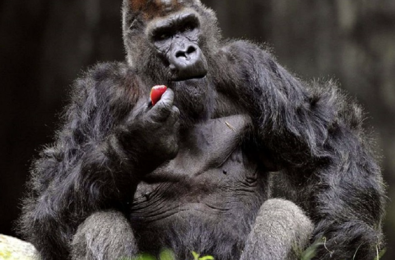 SHBA: 13 gorilla infektohen me koronavirus