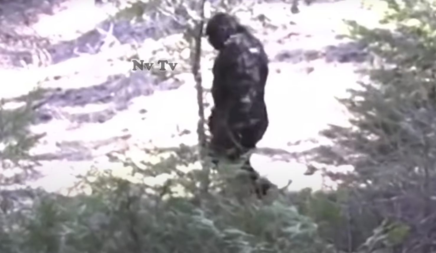 Bigfooti: Pamje dramatike shfaqin krijesën monstruoze në Idaho (Video)