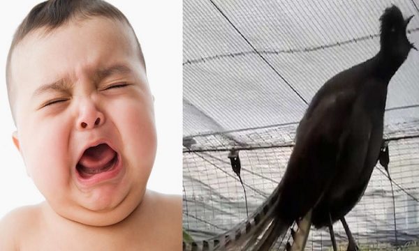 Video: Zogu “qan” si fëmijë