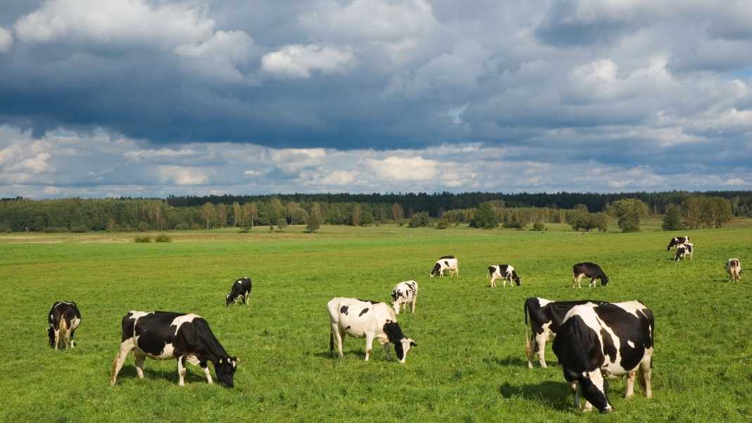 Studiuesit: Urina e lopëve në mjedis 300 herë më e dëmshme se dioksidi i karbonit