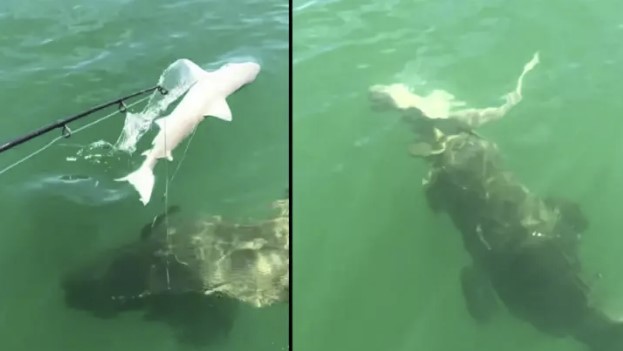 Momenti tmerrues kur krijesa gjigante e detit gëlltitë peshkaqenin me një kafshim