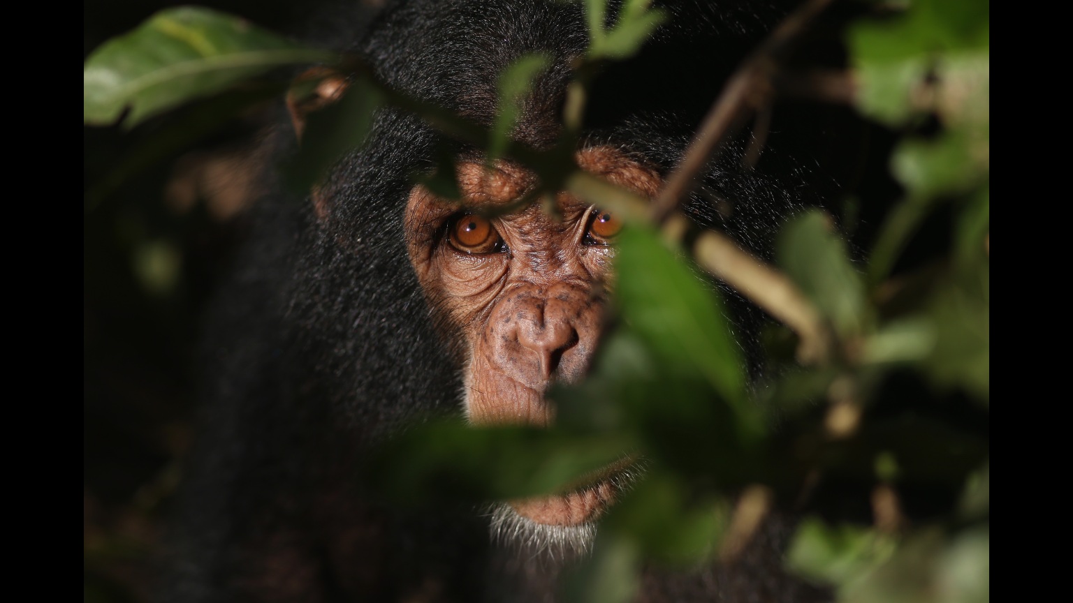 Majmunët kapen duke e bërë një ritual të përçudshëm: Mblidhen shkencëtarët