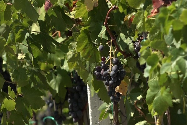Vreshtarët ankohen për çmimin për kilogram rrushi: I ulët, nuk mbulojmë as shpenzimet