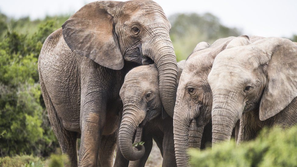 E pabesueshme: Njerëzit luftuan 15 vjet për fildishin e tyre, elefantët dalin me një truk fantastik