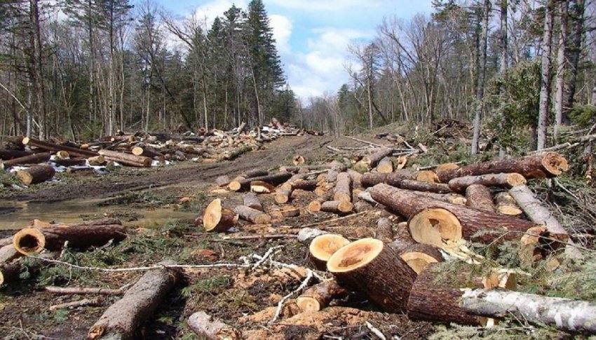 Dënohet një zyrtar dhe një qytetar në Kamenicë: I shkaktuan dëme pyllit prej 20.512,89 Euro