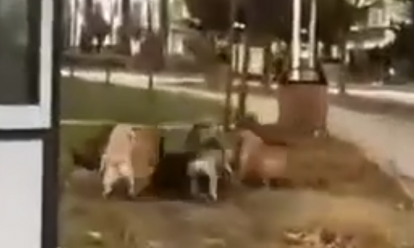 Një grumbull qensh te konviktet në Prishtinë, rrezikohen studentët