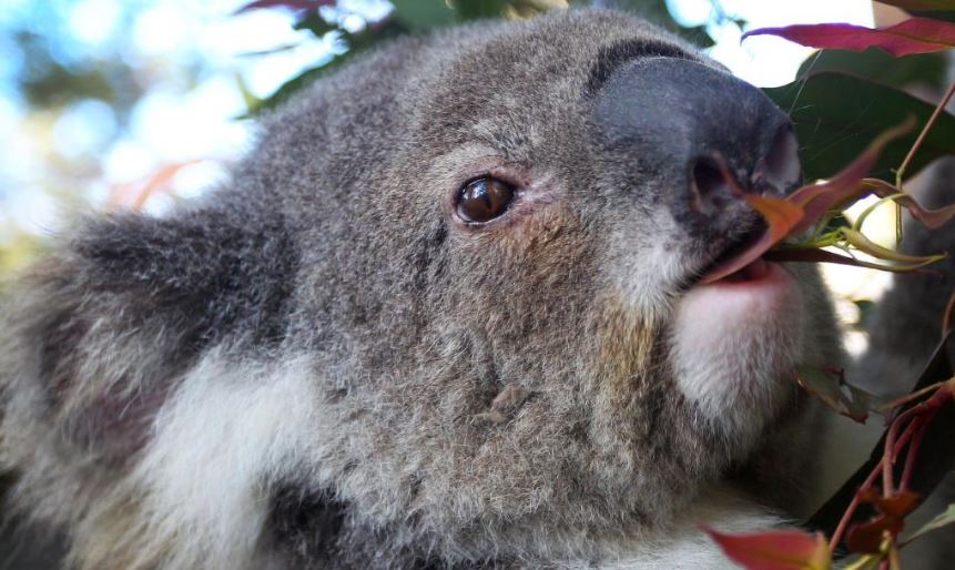 Koalat po vdesin, po ndikon edhe ndryshimi i klimës