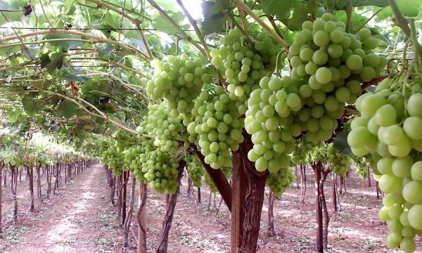 Të gjitha të mirat që sjell për shëndetin rrushi